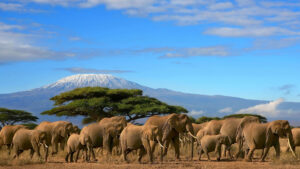 Kenya Safari Jambo - a herd as seen on Safari at Amboseli National Park