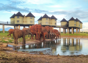 Taita Hills Resort view of the drinking pound and elephants. Taita Hills Safari with Kenya Safari Jambo