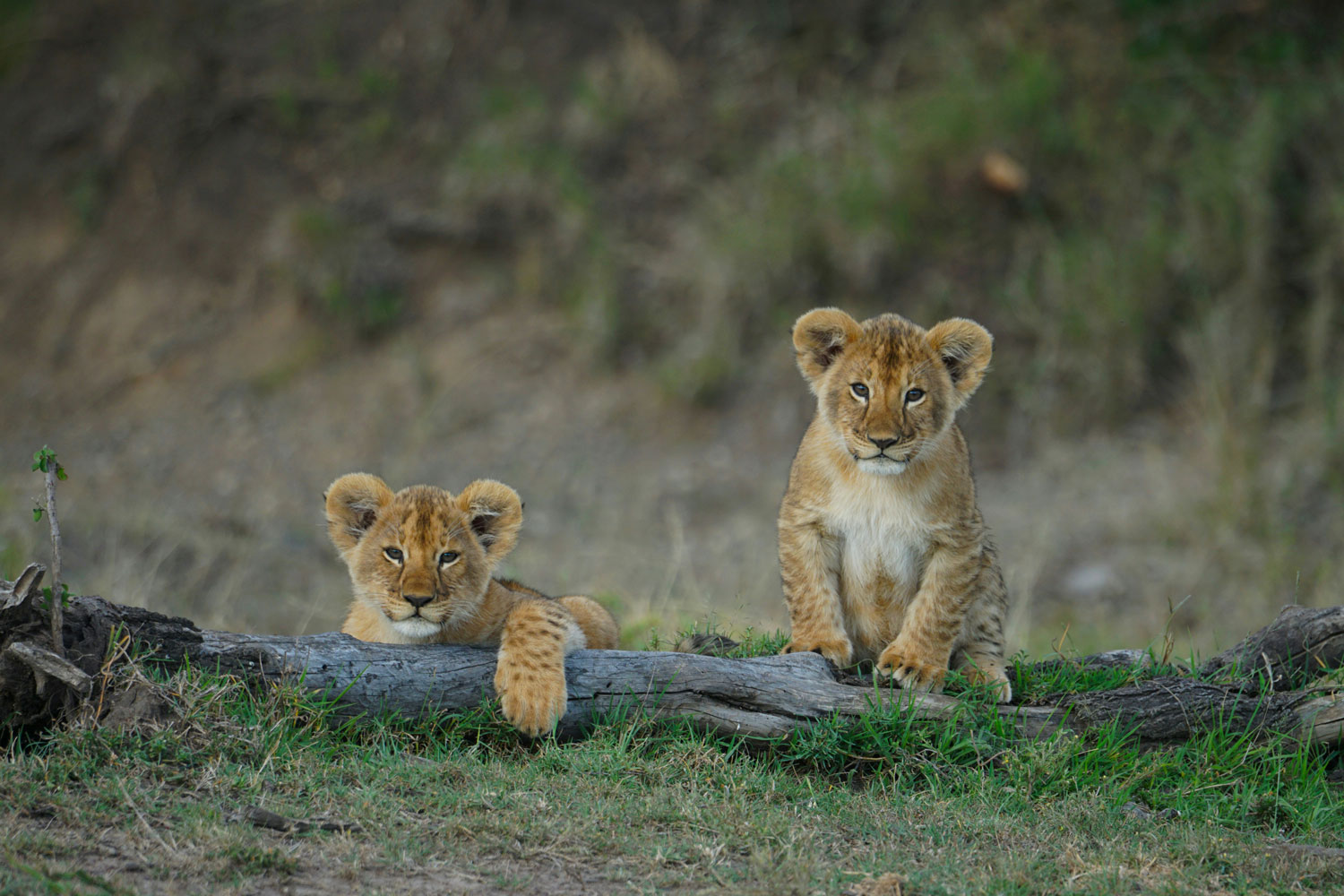 lion-cubs-in-masai-mara.jpg