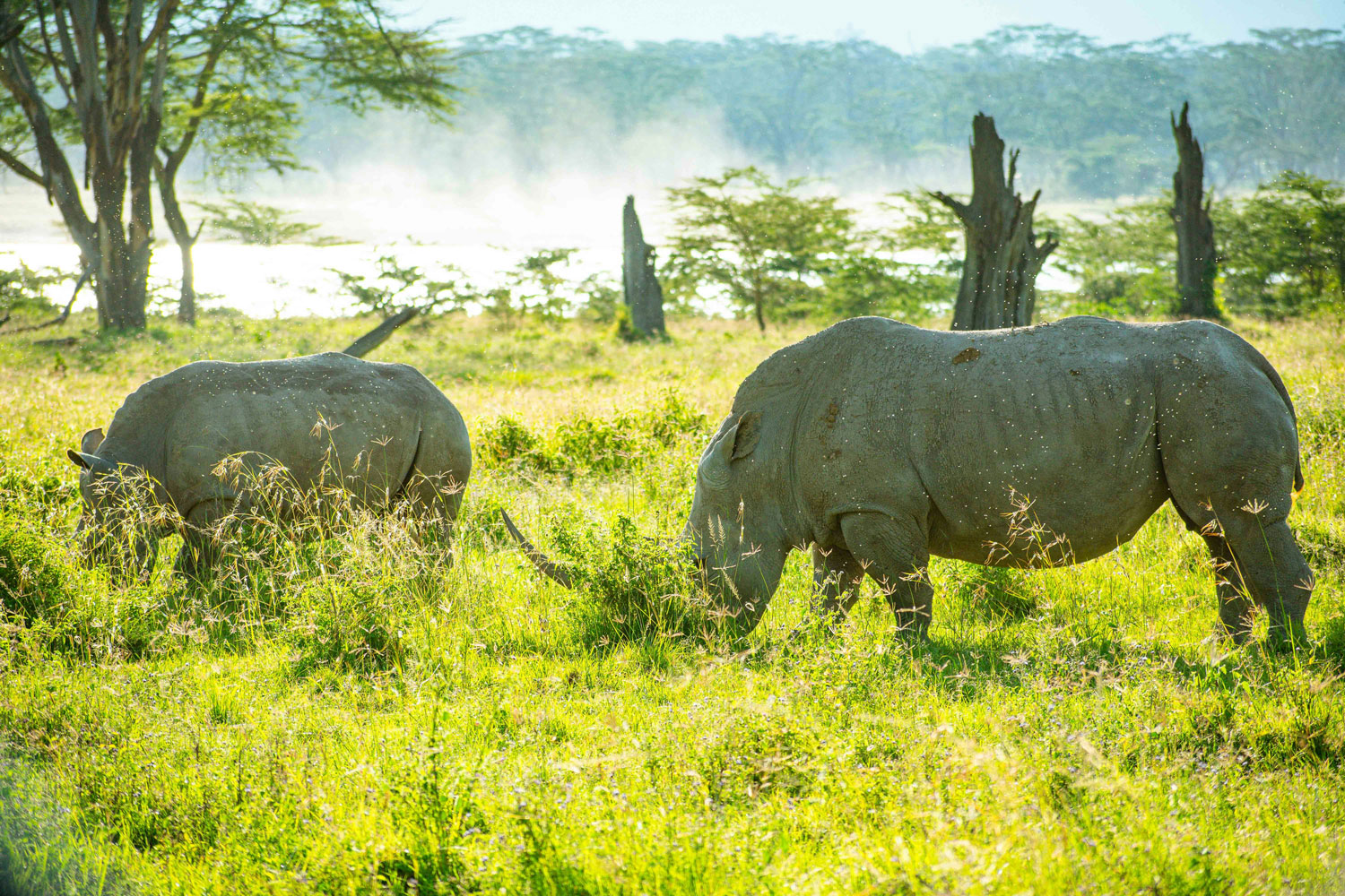 rhinos-in-lake-nakuru.jpg