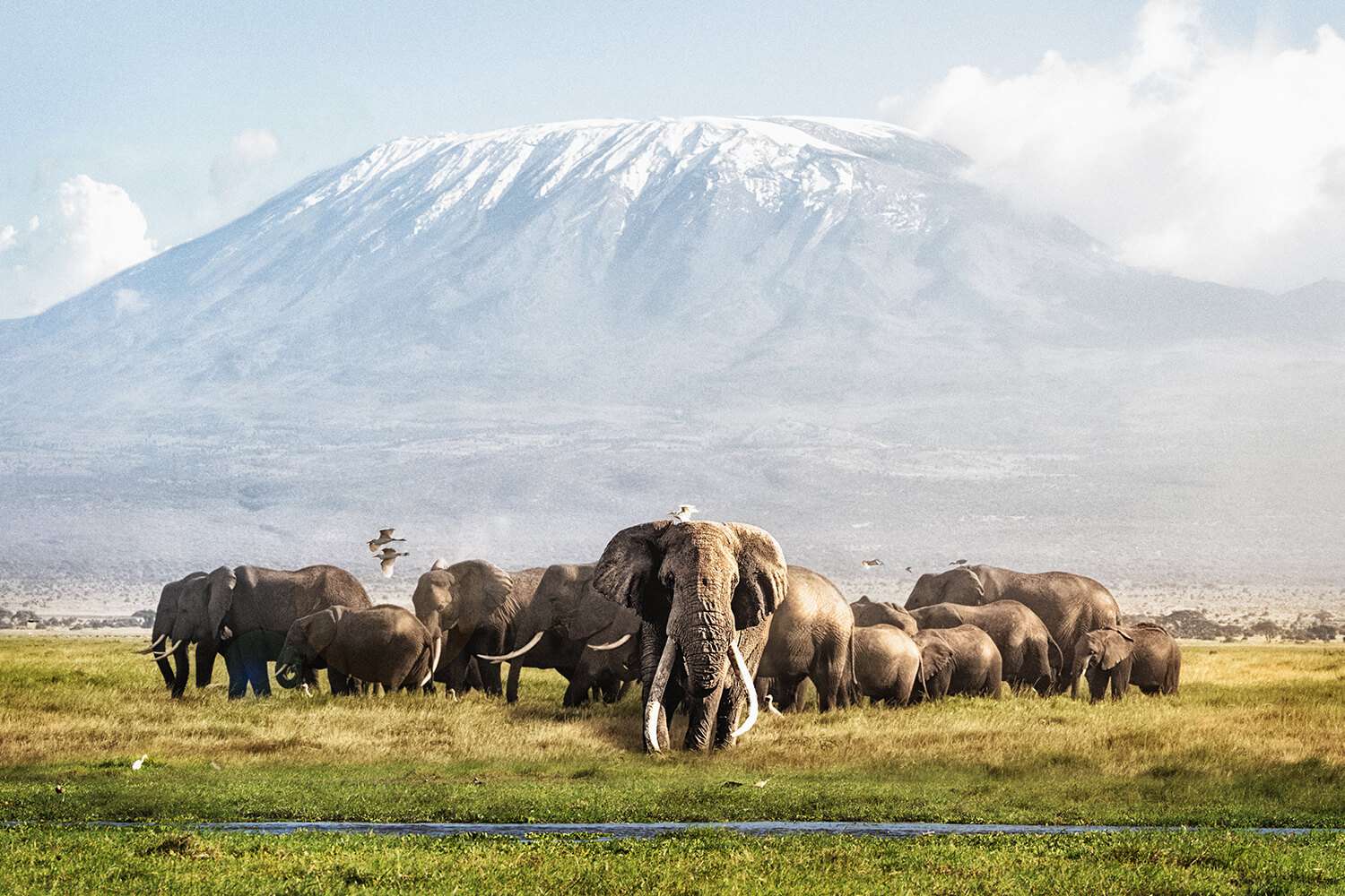 Kenya Safari Jambo - a herd of elephants as seen on Safari at Amboseli National Park