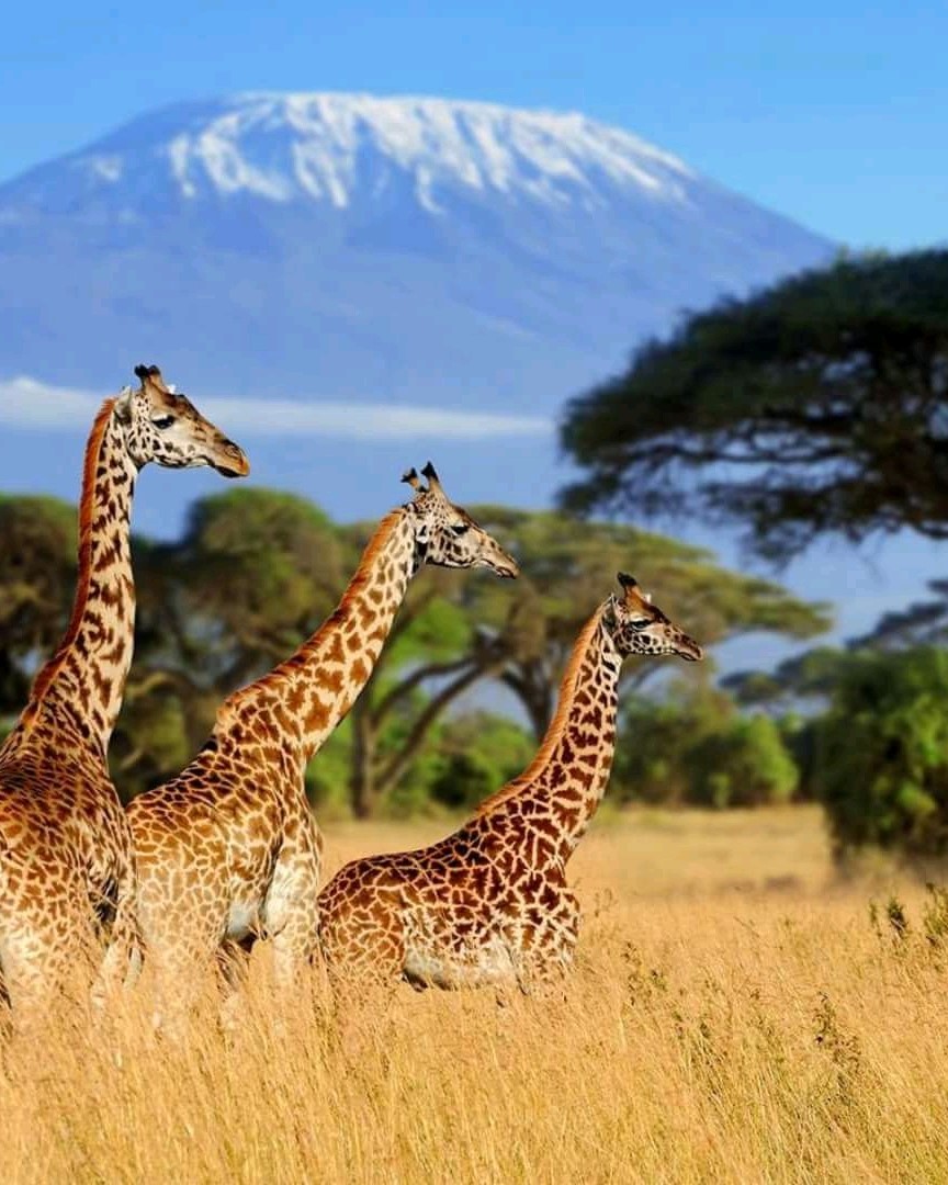 Big WIngs Safari Kenya Amboseli Home page---