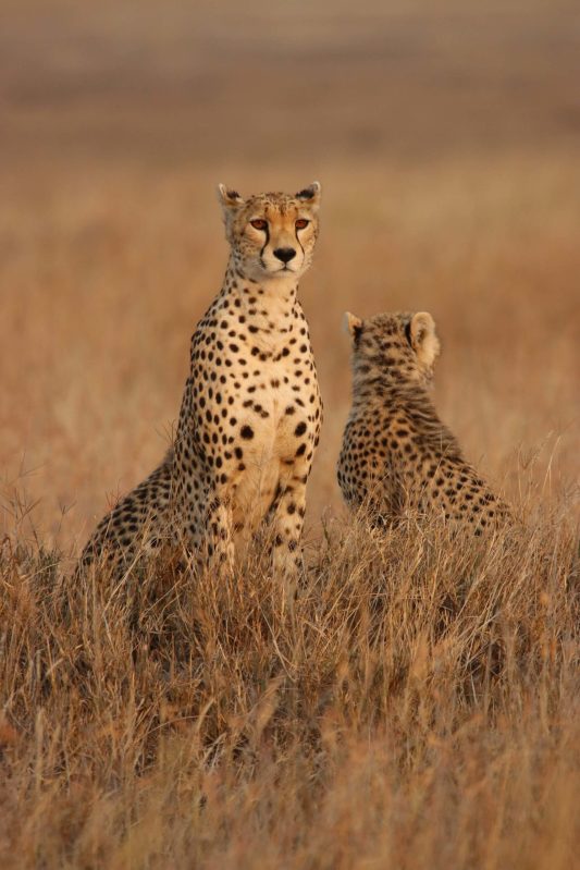 Contact Kenya Safari Jambo