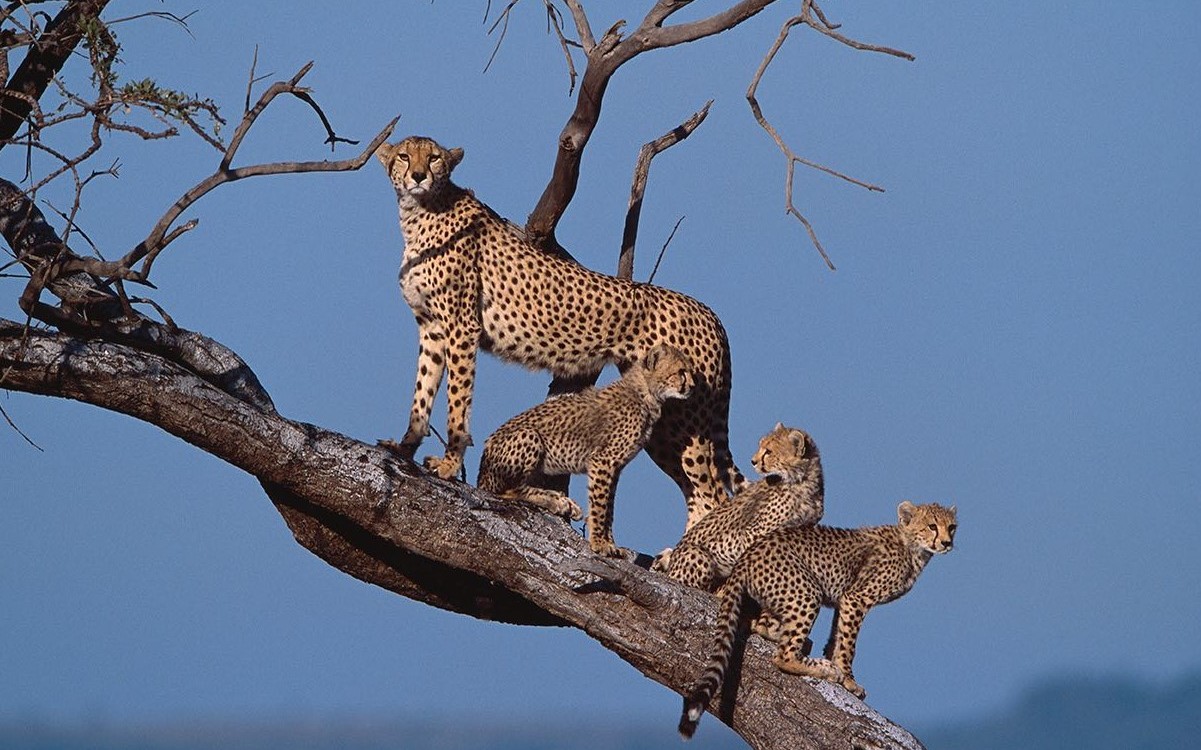 Kenya-Adventure-Safari-nairobi-Package