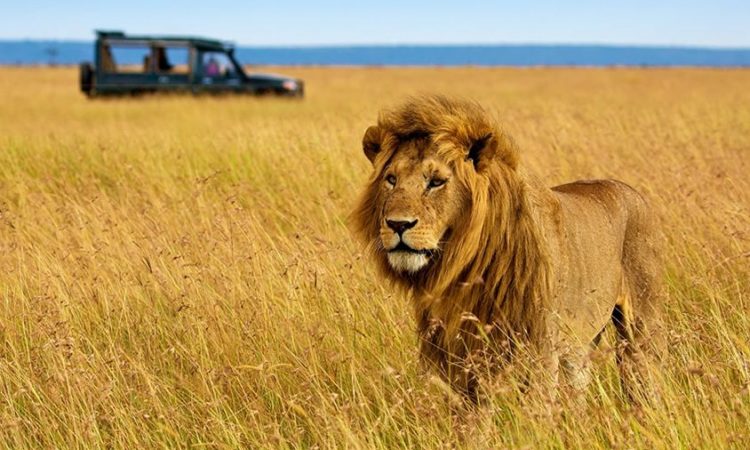 Kenya Safari Jambo - 3-Day Masai Mara Safari by Air (1)