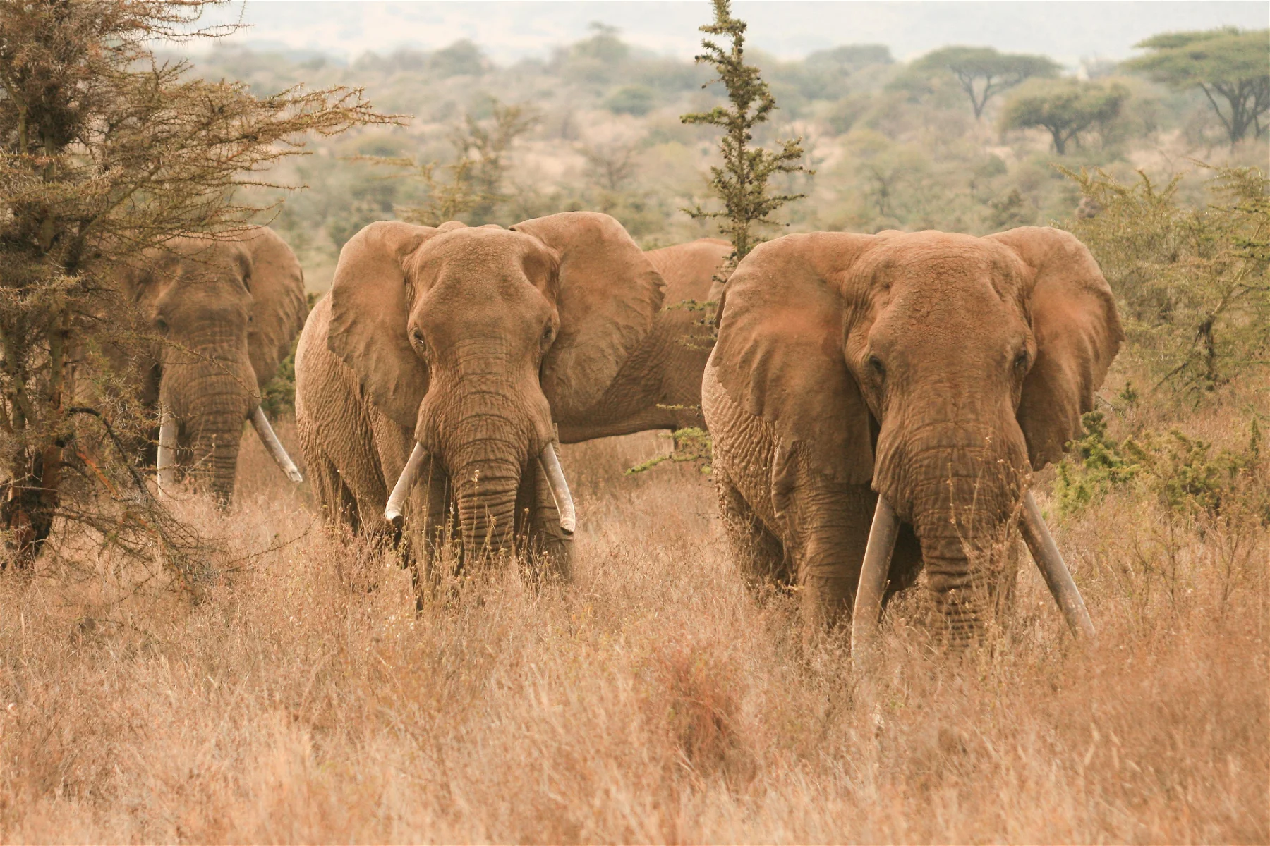 amboseli-elephant-herd