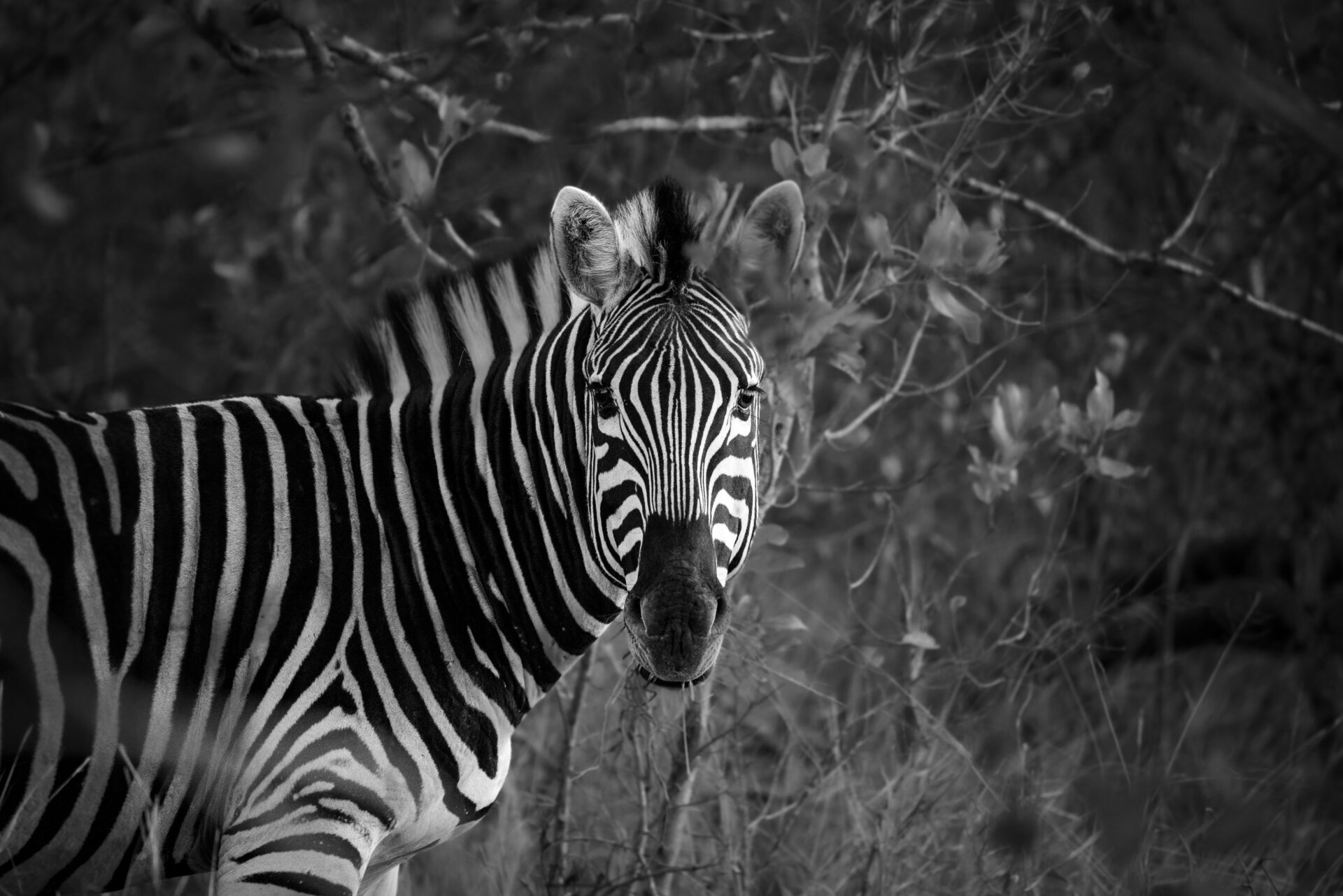 frederic-le-monnier-dDLAluI4u-A-unsplash