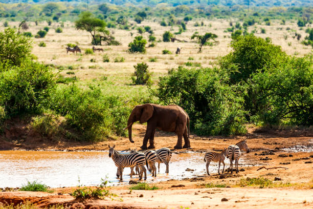 Zebras drinking, Elephant and Warthog at Tsavo East National Reserve at Kenya at Africa - Looking at Camera