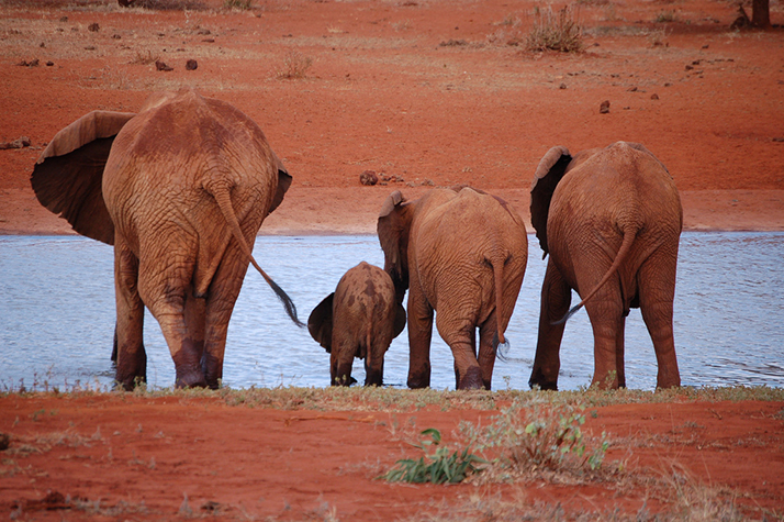 Kenya Safari Jambo - 3 days Safari (7)