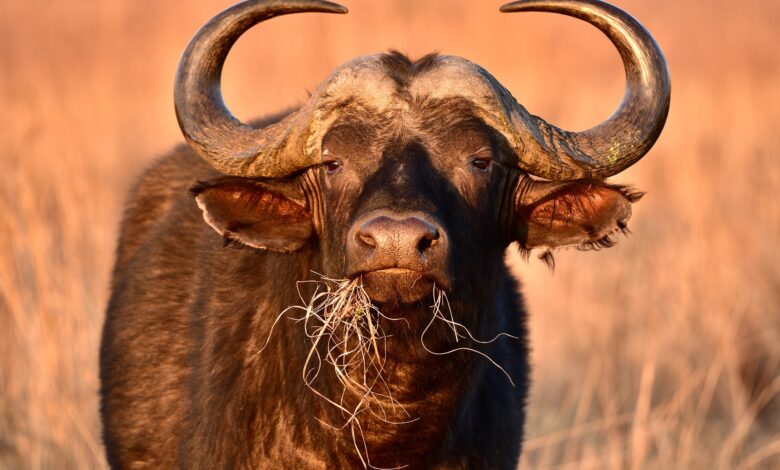 buffalo-g0e064fc08_1920-780x470-1