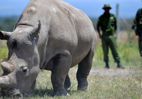 _111753886_najin_fencedoff_gettyimages-1163345273