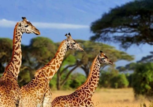 Big WIngs Safari Kenya Amboseli Home page---