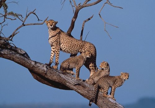 Kenya-Adventure-Safari-nairobi-Package