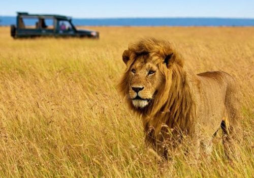 Kenya Safari Jambo - 3-Day Masai Mara Safari by Air (1)