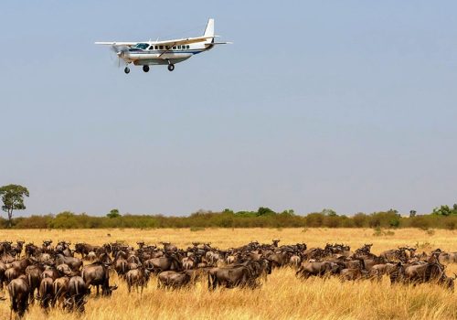 Kenya Safari Jambo - 3-Day Masai Mara Safari by Air (2)