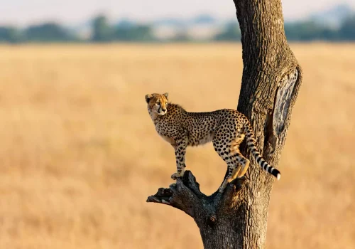 Kenya Safari Jambo - 3 days Safari (1)