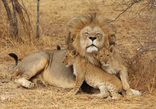 Kenya Safari Jambo - 3 days Safari (1)