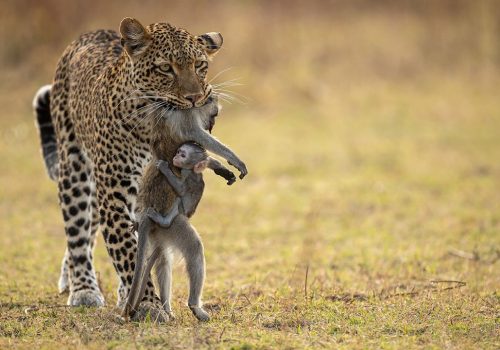 Kenya Safari Jambo - 3 days Safari (3)