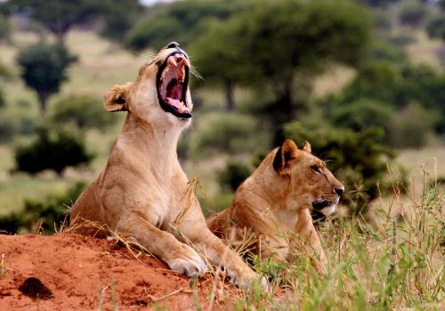 Kenya Safari Jambo - 3 days Safari (4)