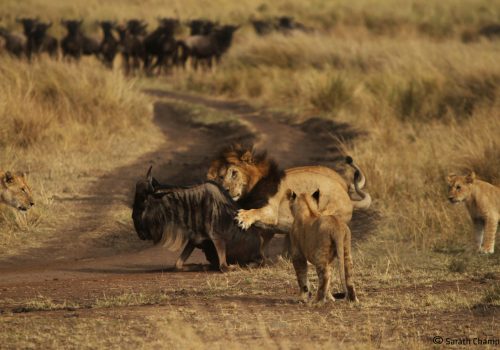 Kenya Safari Jambo - 3 days Safari (5)