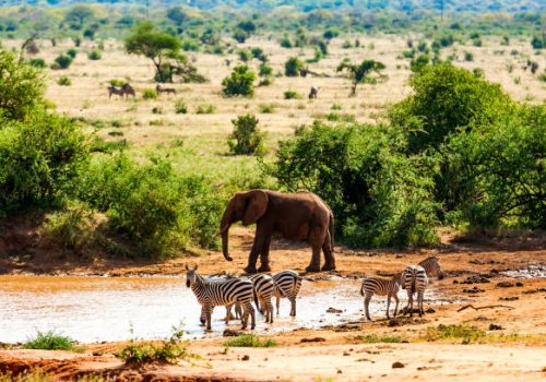 Zebras drinking, Elephant and Warthog at Tsavo East National Reserve at Kenya at Africa - Looking at Camera
