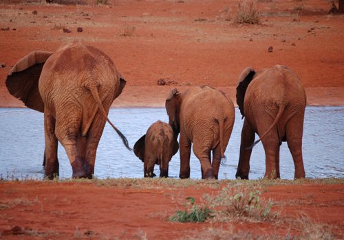 Kenya Safari Jambo - 3 days Safari (7)