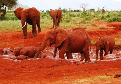 Kenya Safari Jambo - 3 days Safari (8)