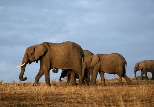Tsavo-East-National-Park-feesa