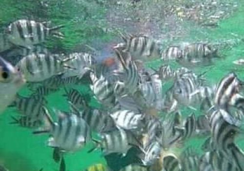 WhatsApp Image 2026-02-02 at 7.02.20 AM