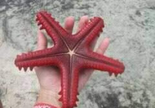 WhatsApp Image 2026-02-02 at 7.02.29 AM (2)