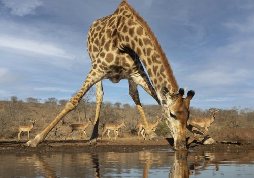 4 Days Kenya Safari – Tsavo East, Tsavo West & Amboseli