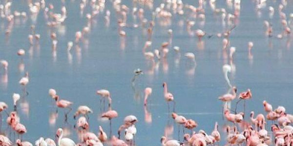 Pink flamingoes in Lake Nakuru