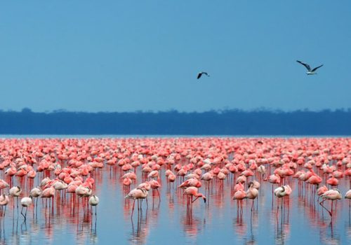 nakuru-1-900x450