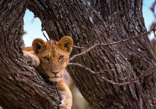 serengeti-national-park-tanzania-national-parks-nasikia-camps-game-drives-tours-tanzania-safaris-africa-lion